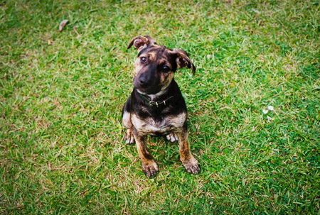 Ella on the grass.